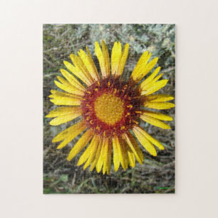 Quebra-cabeça F1 Flor Amarela Selvagem Gaillardia