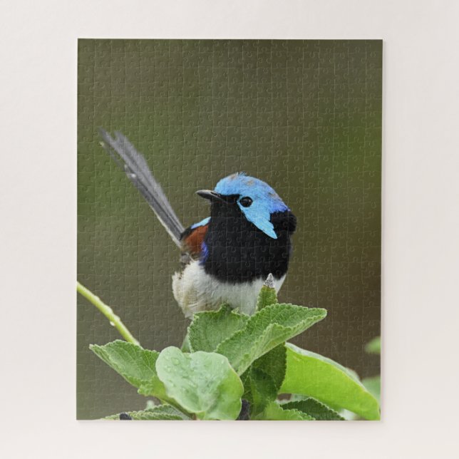 Quebra-cabeça Fairy Wren (Vertical)