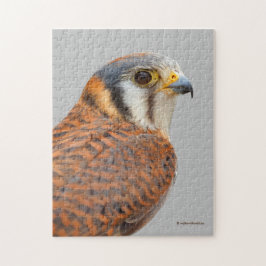 Quebra-cabeça Falcão Americano Kestrel Sparrowhawwawk espantoso