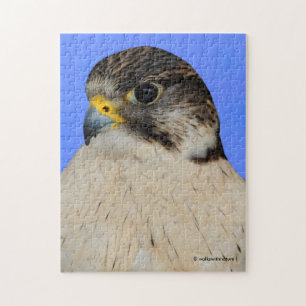 Quebra-cabeça Falcão Híbrico Do Coletor Gyfalcon