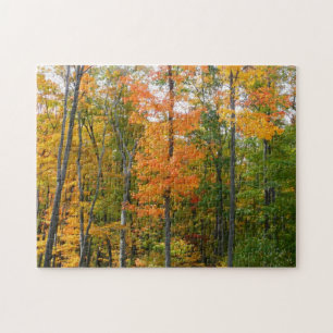 Quebra-cabeça Fall Maple Trees Autumn Nature Fotografia