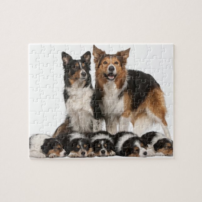 Quebra-cabeça Família de collie de fronteira (Horizontal)