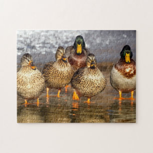 Quebra-cabeça Família Duck
