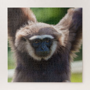 Quebra-cabeça Fechamento de um Gibbon Manipulador