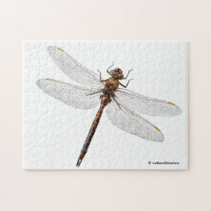 Quebra-cabeça Fechamento de uma Dragonfly Darner do Canadá