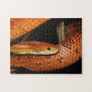 Quebra-cabeça Fechar um Cobra de Pet Corn