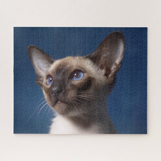 Quebra-cabeça Fechar um Gato Siamês com Olhos Azuis (Horizontal)