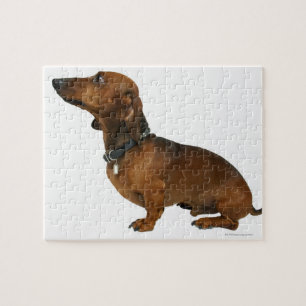Quebra-cabeça Feche acima de um dachshund
