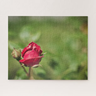 Quebra-cabeça Fecho de rosebud vermelho sobre fundo verde