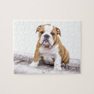 Quebra-cabeça Filhote de cachorro bonito do buldogue