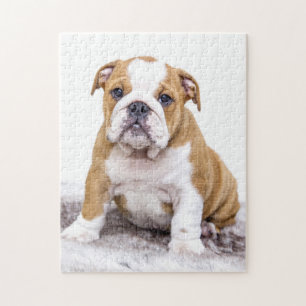 Quebra-cabeça Filhote de cachorro bonito do buldogue que