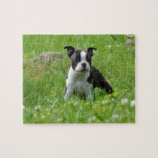 Quebra-cabeça Filhote de cachorro de Boston Terrier no