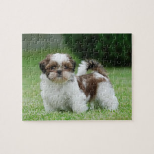 Quebra-cabeça Filhote de cachorro do tzu de Shih