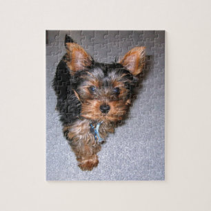 Quebra-cabeça filhote de cachorro do yorkshire terrier