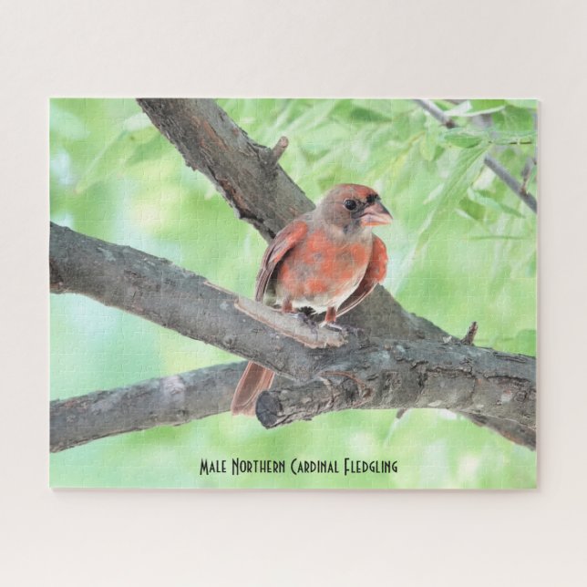 Quebra-cabeça Filhote de Cardinal Macho, amante de pássaros (Horizontal)