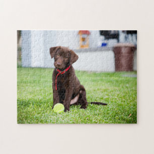 Quebra-cabeça Filhote De Labrador De Chocolate Com Bola De Têni