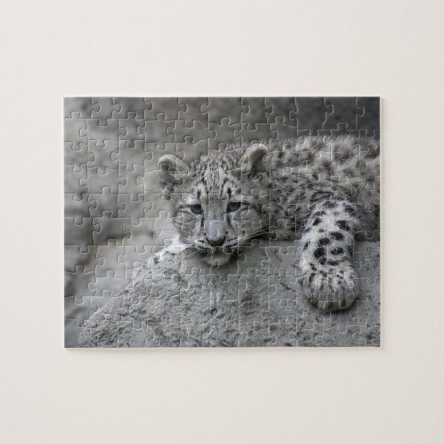 Quebra-cabeça Filhote de leopardo-da-neve de 4 meses esticado so (Horizontal)