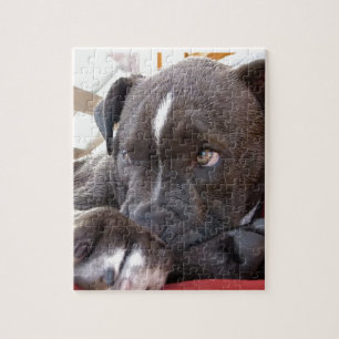 Quebra-cabeça Filhotes de cachorro de Pitbull do bebê