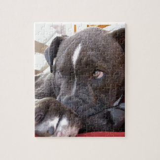 Quebra-cabeça Filhotes de cachorro de Pitbull do bebê