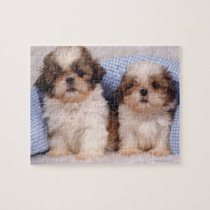 Quebra-cabeça Filhotes de cachorro de Shih Tzu sob uma cobertura