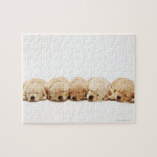 Quebra-cabeça Filhotes de cachorro do golden retriever (Horizontal)