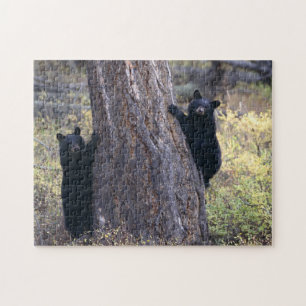 Quebra-cabeça filhotes de urso preto