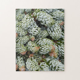 Quebra-cabeça Fir Coreano Anão de Foco