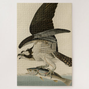 Quebra-cabeça Fish Hawk, Osprey, das Aves da América de Audubon