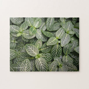 Quebra-cabeça Fittonia Mosaica com Folhas Variadas