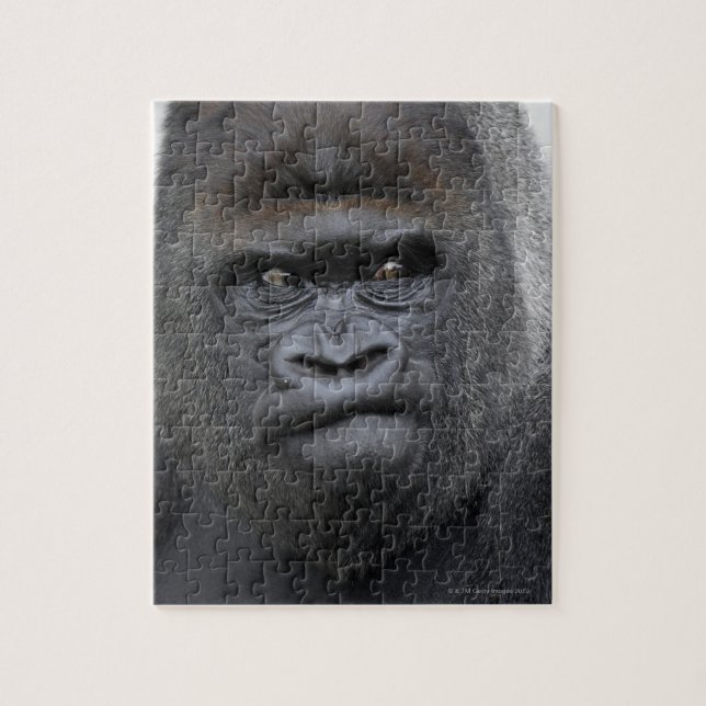 Quebra-cabeça Flachlandgorilla, Gorilla gorilla, (Vertical)