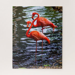 Quebra-cabeça Flamingos Rosa na Água