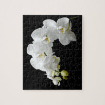 Flor branca da orquídea