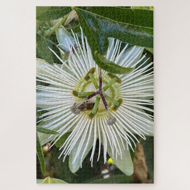 Quebra-cabeça Flor da Paixão Branca com Abelha, Oakland (Vertical)
