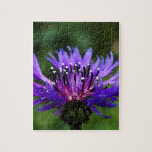 Quebra-cabeça Flor de Centaurea Azul Florescem Paz Amor Destino
