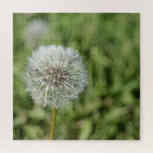 Quebra-cabeça Flor de dandelion branco sobre grama verde