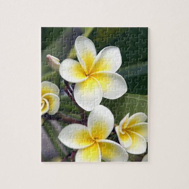 Quebra-cabeça Flor de Frangipani Ilhas Cook (Vertical)