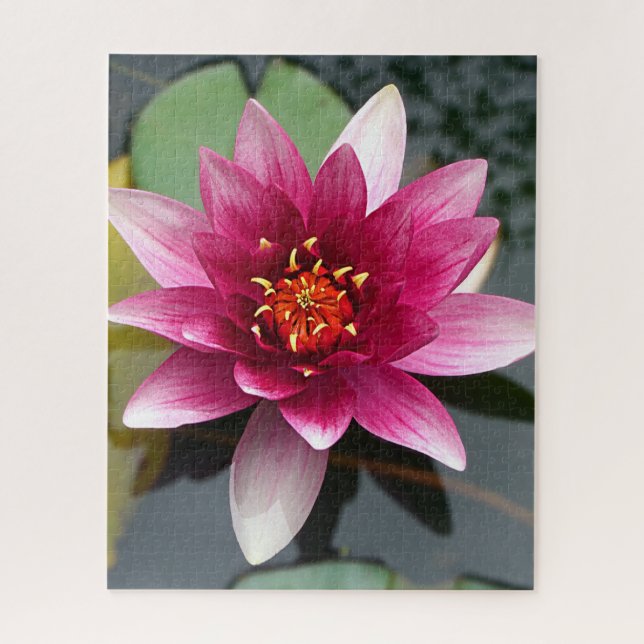 Quebra-cabeça Flor de Lotus Rosa (Vertical)