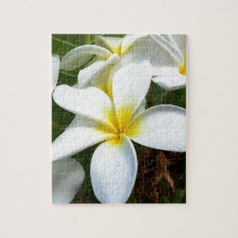 Quebra-cabeça Flor de Plumeria White Hawaii