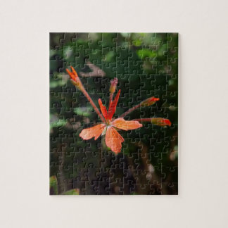 Quebra-cabeça Floração Carmesim – Sinfonia de Pétalas da Naturez
