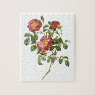 Quebra-cabeça Flores Antigas Floral Rosa Vermelha do Amor por Re