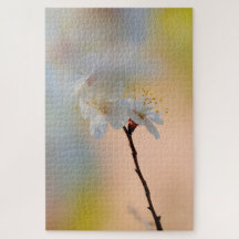 Flores Apricot Japonesas Impressionantes