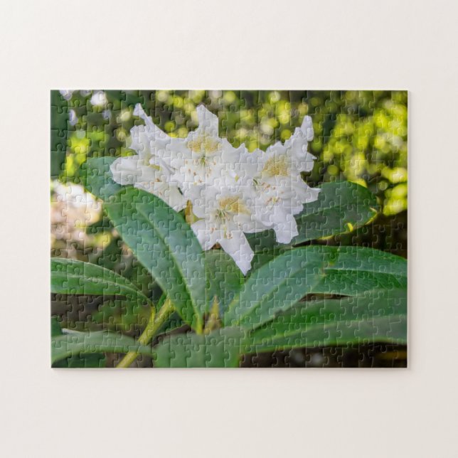 Quebra-cabeça Flores Brancas de Rhododendron, Allan Park, Norlan (Horizontal)