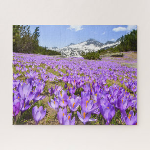 Quebra-cabeça Flores   Crocus Pirin Mountain Park Bulgária
