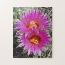 Flores de "vivipara do cacto da bola F5 Escobaria