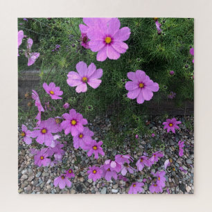 Quebra-cabeça Flores do cosmos com seixos