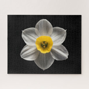 Quebra-cabeça Flores Flor Branca De Daffodilo