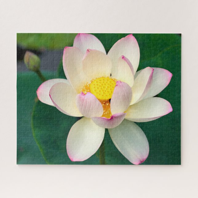 Quebra-cabeça Flores | Flor de Água Lotus (Horizontal)