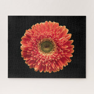 Quebra-cabeça Flores Orange Gerbera Daisy