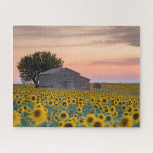 Quebra-cabeça Flores Proveniência de girassol, França