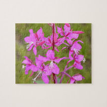 Flores rosa de Alaskan Fireweed na floração